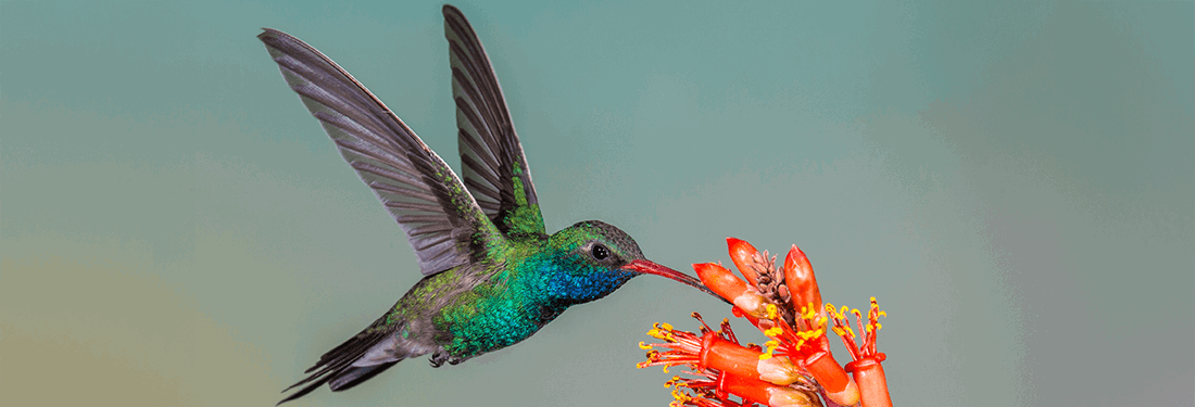 Hummingbird