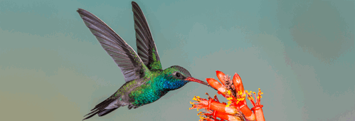 Hummingbird
