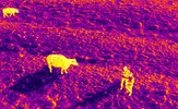 Thermal Imaging Thumbnail