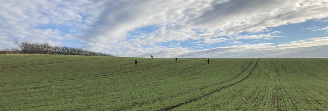 Volunteers from the Cambridge Archaeological Field Group, field walking at Wimpole. Credit Susanne Thompson